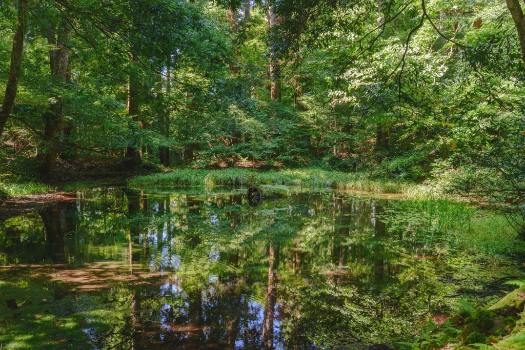 池や森林の写真